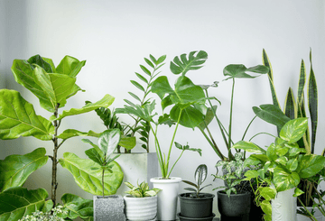 Breathe Easy: Top 10 Air-Purifying Plants for Your Home