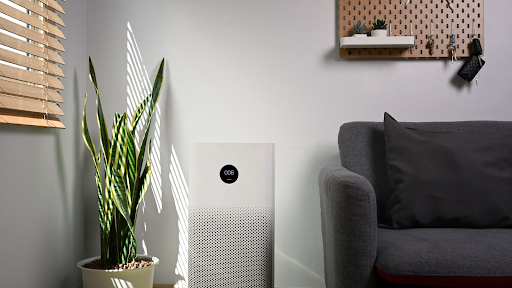 The Ultimate Guide to Choosing Air-Purifying Plants for Every Room