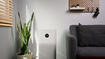The Ultimate Guide to Choosing Air-Purifying Plants for Every Room