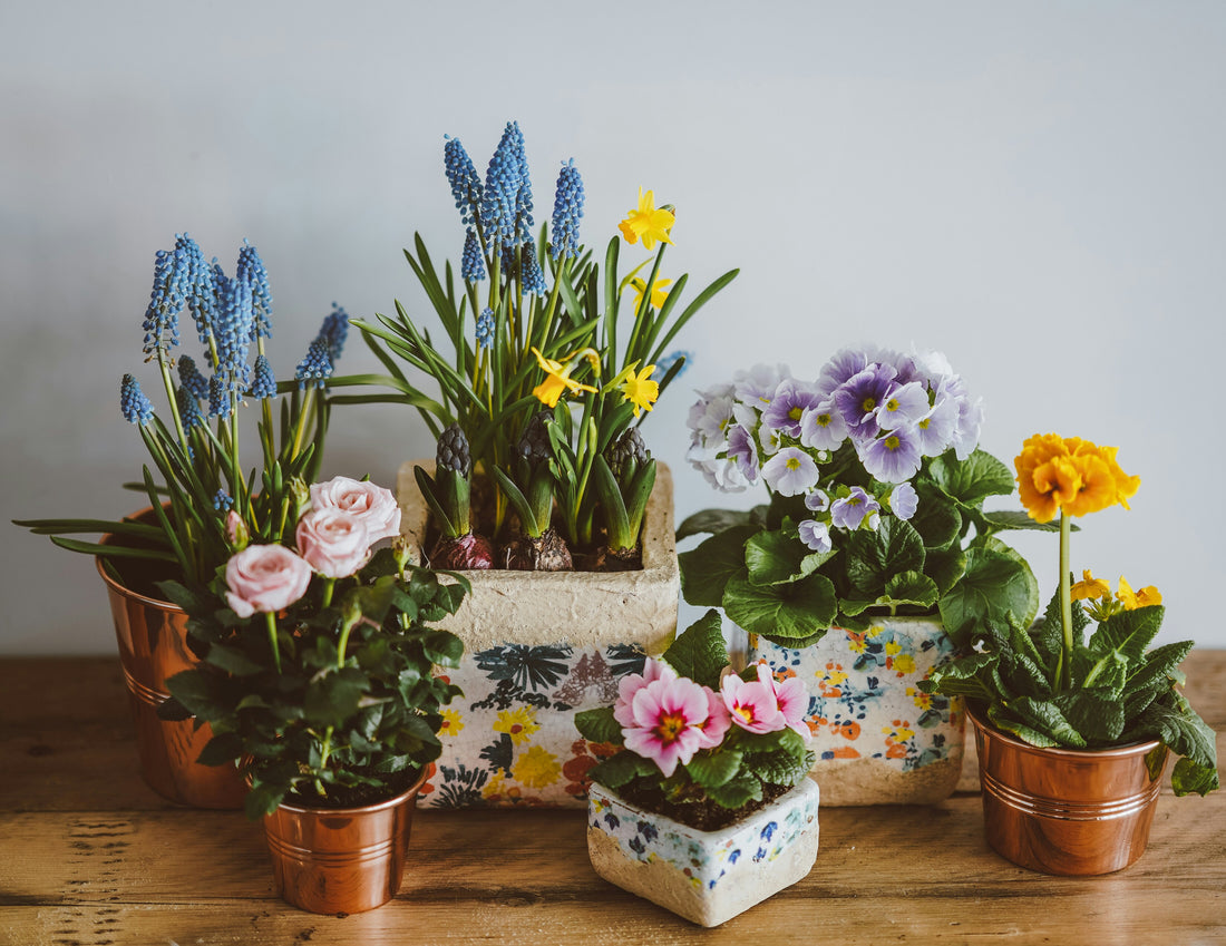 annie spratt flower pots
