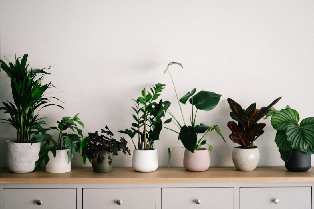 Stylish flower pots