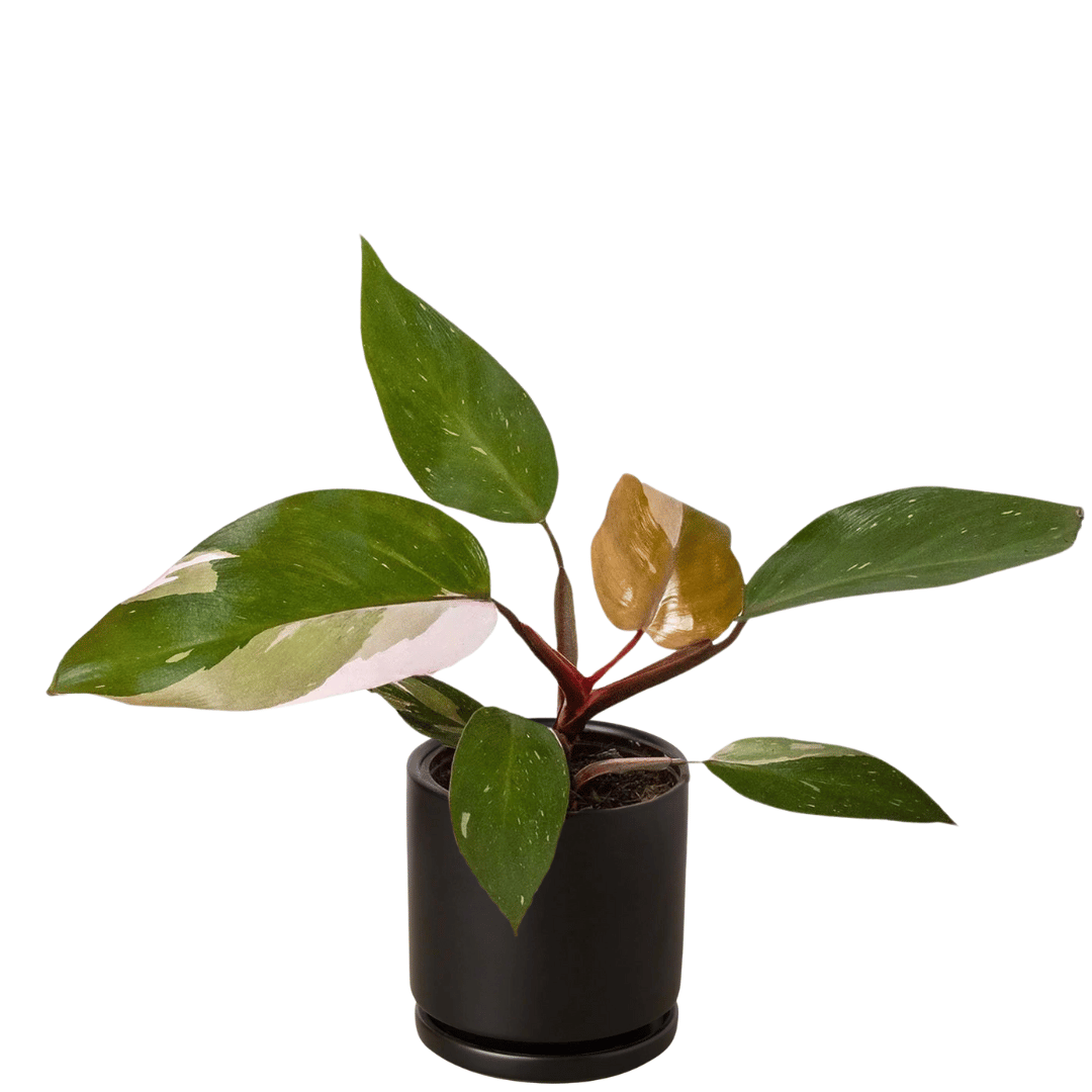 Philodendron 'Pink Princess'