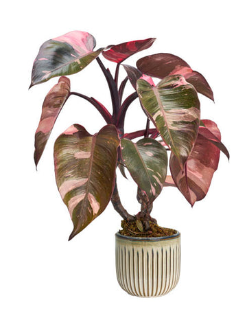 dirt jumbie Philodendron 'Pink Princess'