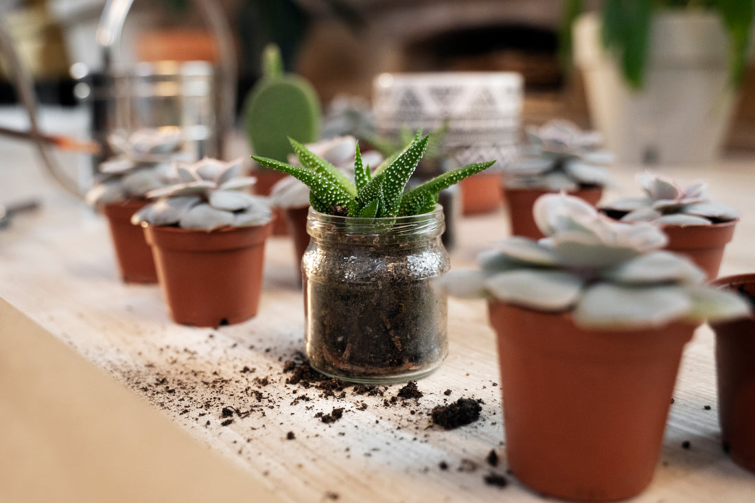 Beautiful potted plants